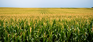 World's Dumbest Farms